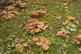 Image of Honey Fungus