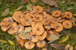 Image of Honey Fungus