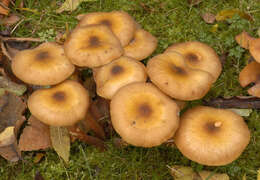 Image of Honey Fungus