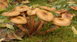 Image of Honey Fungus