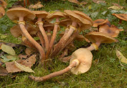 Image of Honey Fungus