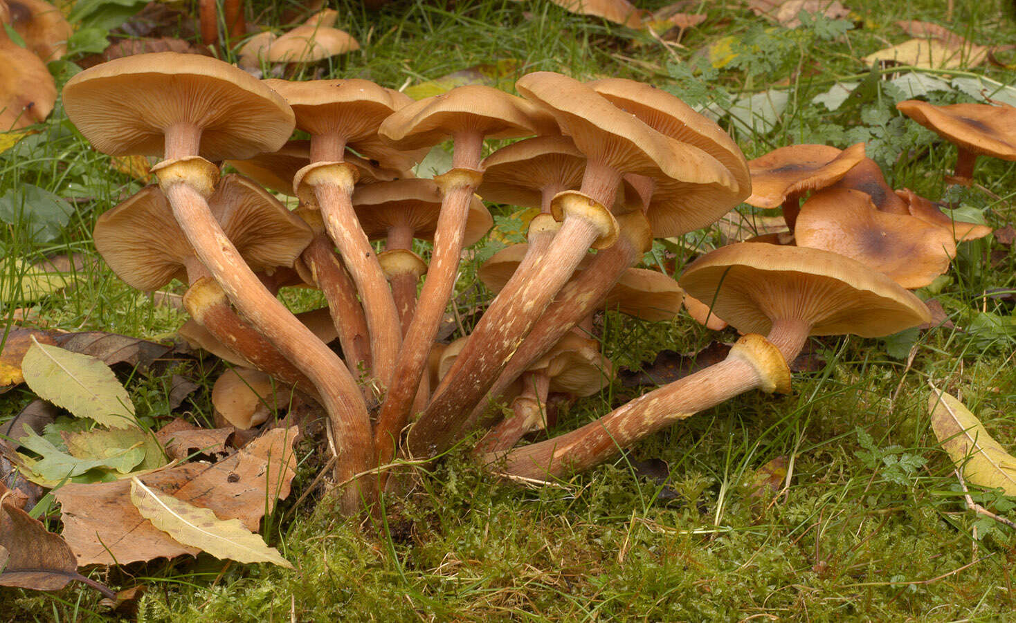 Image of Honey Fungus