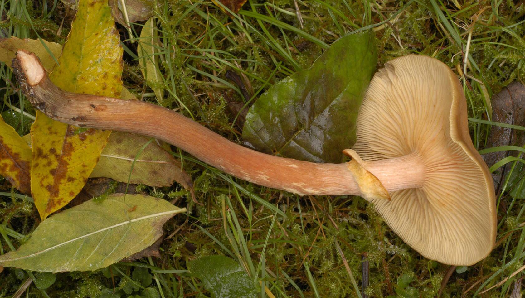 Image of Honey Fungus