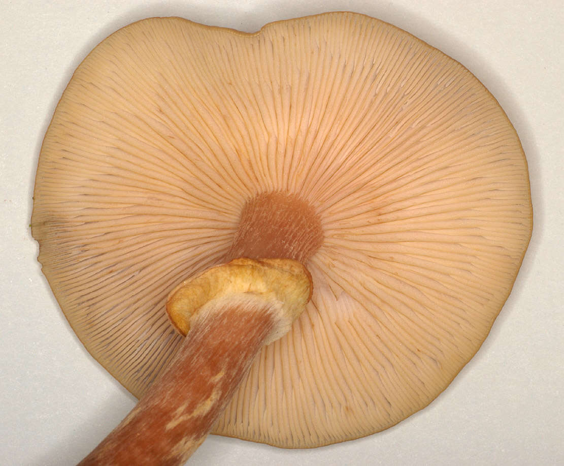 Image of Honey Fungus