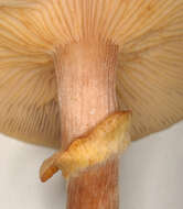 Image of Honey Fungus