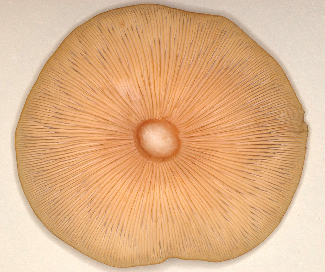 Image of Honey Fungus