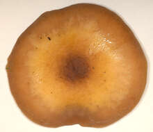 Image of Honey Fungus