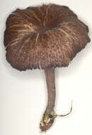 Image of Entoloma serrulatum (Fr.) Hesler 1967