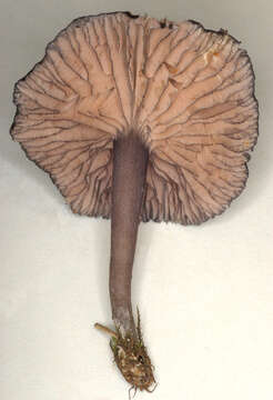 Image of Entoloma serrulatum (Fr.) Hesler 1967