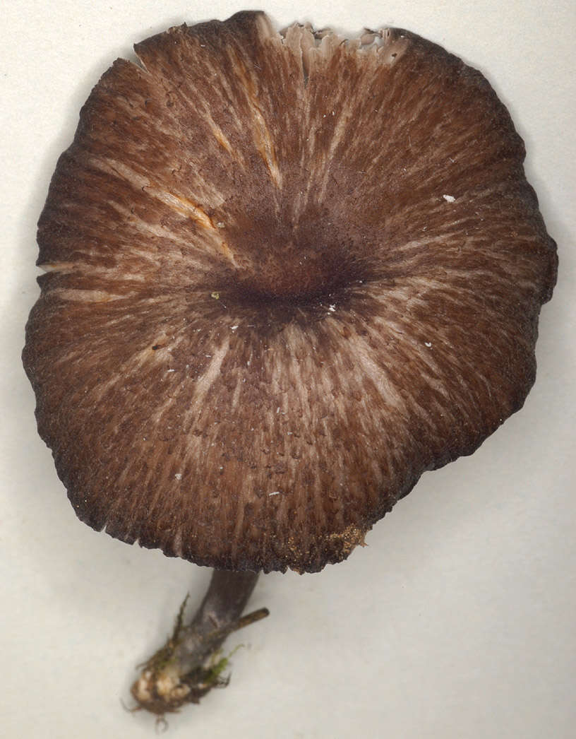 Image of Entoloma serrulatum (Fr.) Hesler 1967