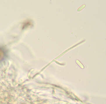 Слика од Hypomyces papulasporae Rogerson & Samuels 1985