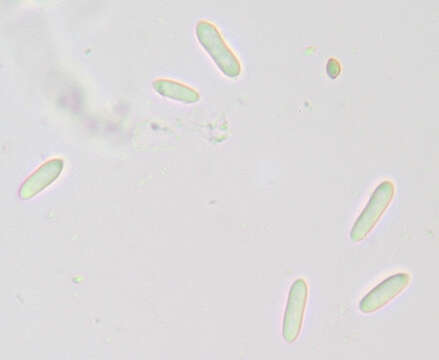 Image of Hypomyces papulasporae Rogerson & Samuels 1985