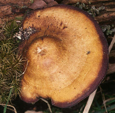 Image of Lentinus substrictus (Bolton) Zmitr. & Kovalenko 2016