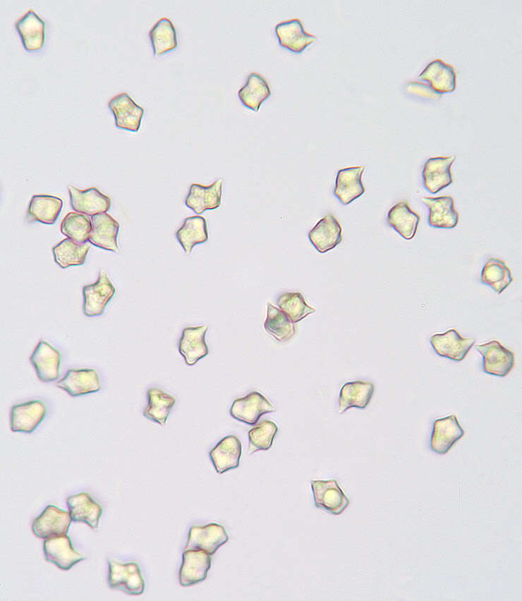 Слика од Entoloma ameides (Berk. & Broome) Sacc. 1887