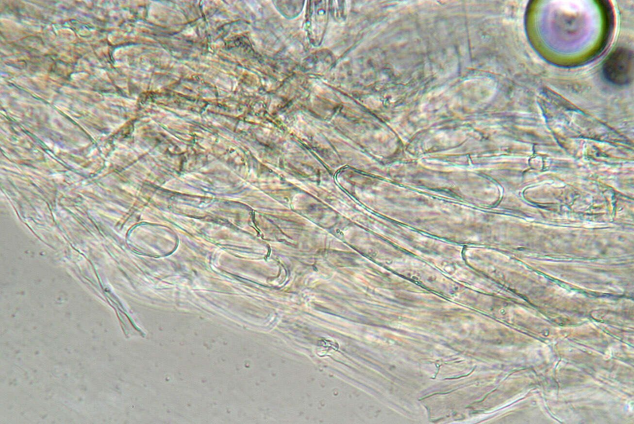 Слика од Entoloma ameides (Berk. & Broome) Sacc. 1887