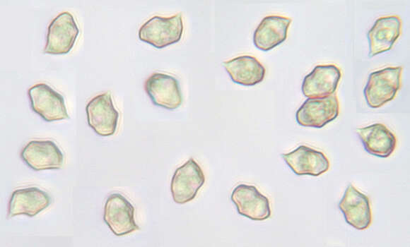 Image of Entoloma serrulatum (Fr.) Hesler 1967