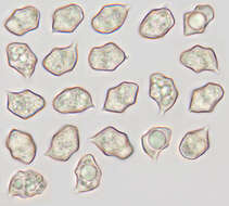 Image of Entoloma serrulatum (Fr.) Hesler 1967