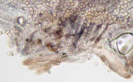 Image of Entoloma serrulatum (Fr.) Hesler 1967