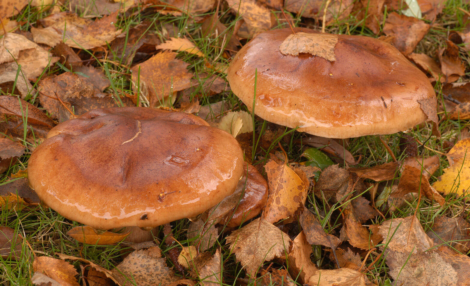 Imagem de Tricholoma fulvum (DC.) Bigeard & H. Guill. 1909