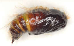 صورة Calliteara pudibunda Linnaeus 1758