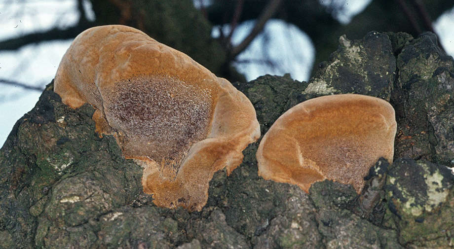 Image of Phellinus pomaceus (Pers.) Maire 1933