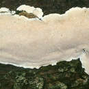 Image de Polypore ondulé