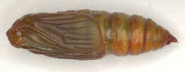 Image of brimstone moth