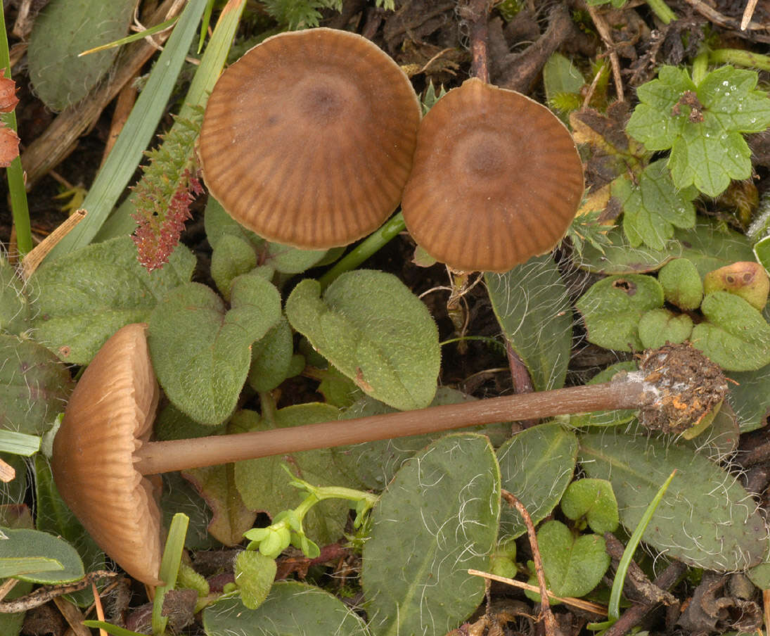 Imagem de Entoloma papillatum (Bres.) Dennis 1953