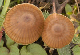 Imagem de Entoloma papillatum (Bres.) Dennis 1953