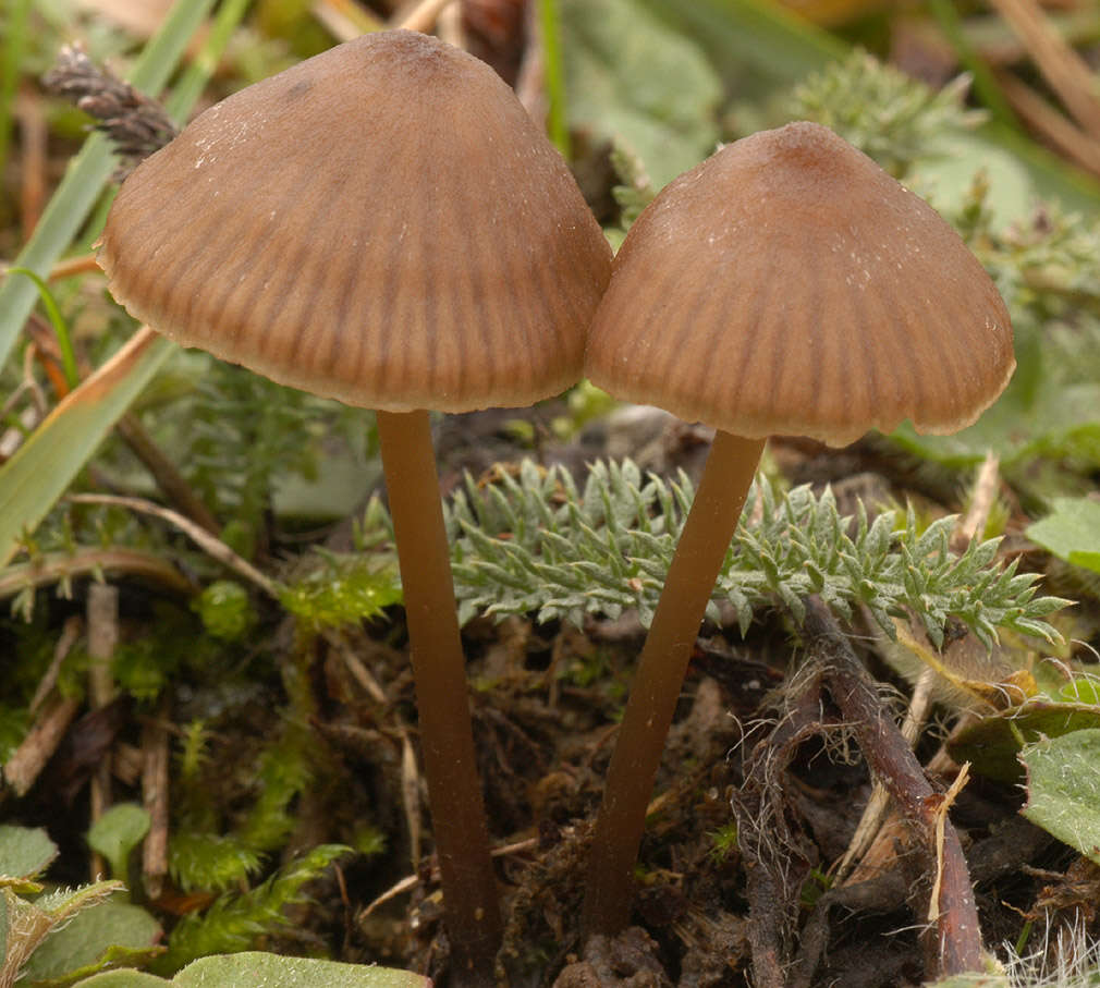 Imagem de Entoloma papillatum (Bres.) Dennis 1953