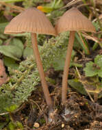 Imagem de Entoloma papillatum (Bres.) Dennis 1953