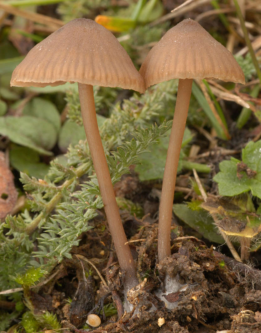 Imagem de Entoloma papillatum (Bres.) Dennis 1953