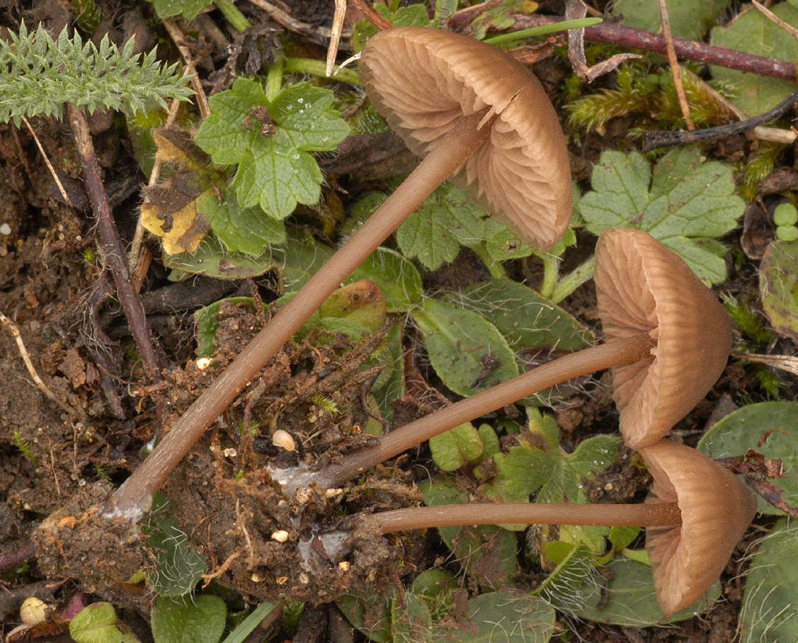 Imagem de Entoloma papillatum (Bres.) Dennis 1953