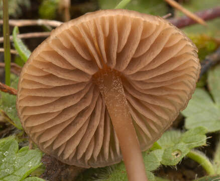 Image of Entoloma papillatum (Bres.) Dennis 1953