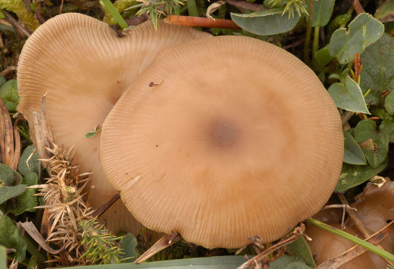 Image of Clitocybe vibecina (Fr.) Quél. 1872