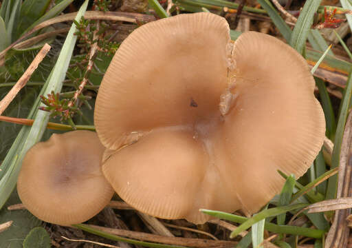 Image of Clitocybe vibecina (Fr.) Quél. 1872