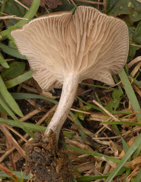 Image of Clitocybe vibecina (Fr.) Quél. 1872