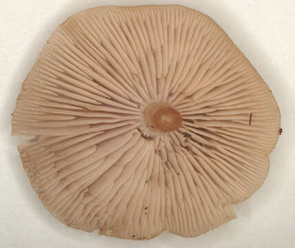 Image of Clitocybe vibecina (Fr.) Quél. 1872