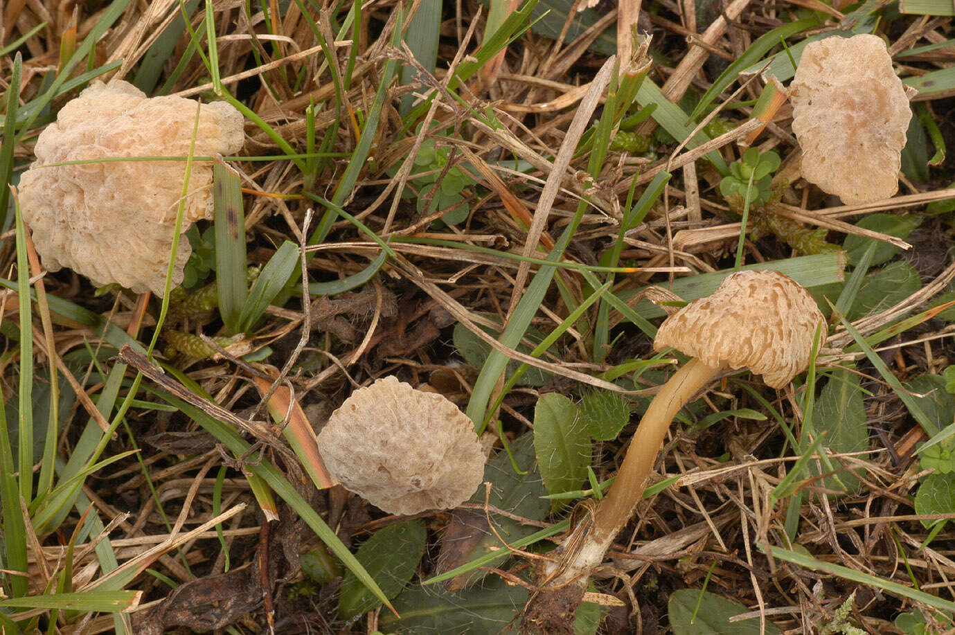 Image of Mycena olivaceomarginata (Massee) Massee 1893