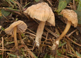 Image of Mycena olivaceomarginata (Massee) Massee 1893