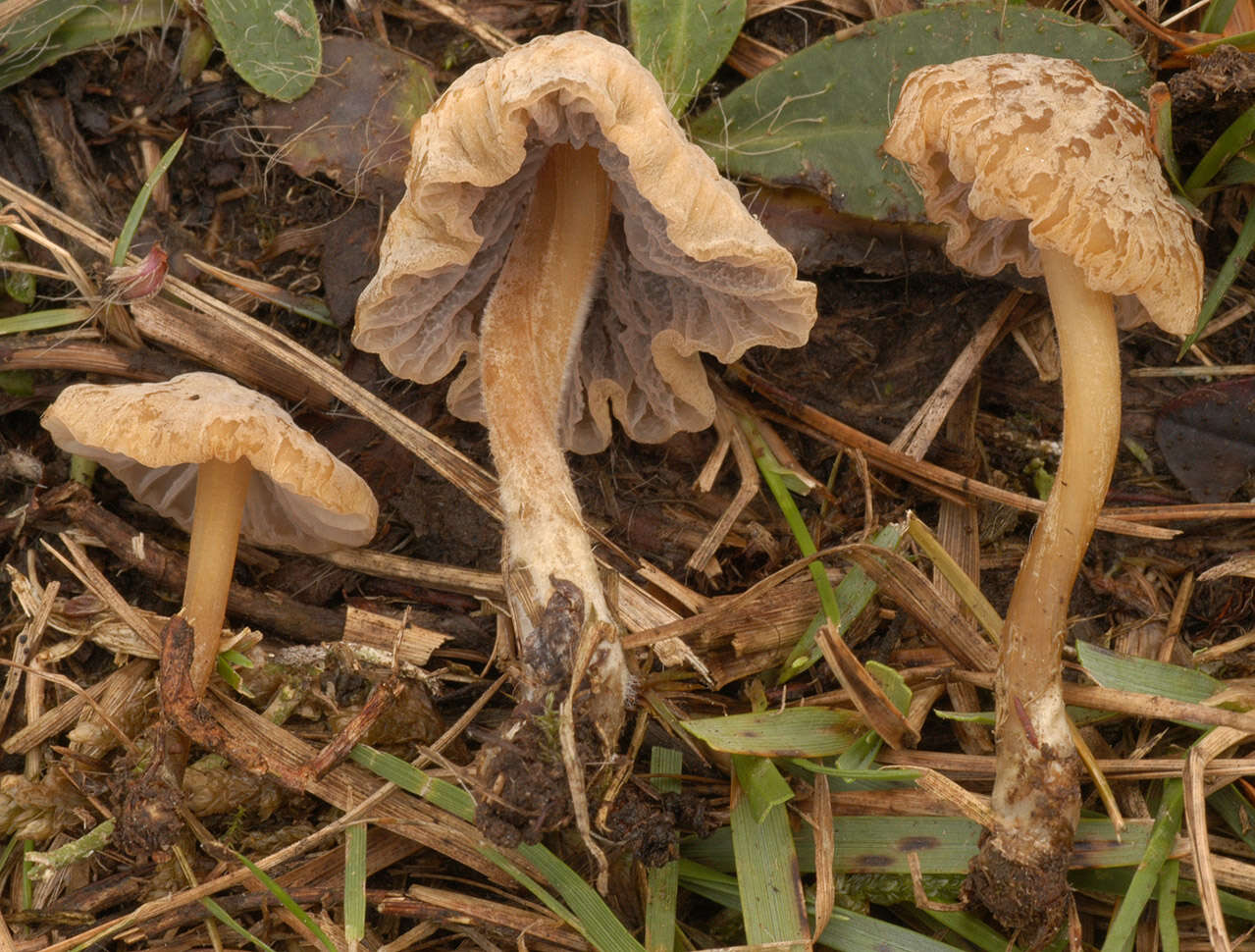 Image of Mycena olivaceomarginata (Massee) Massee 1893