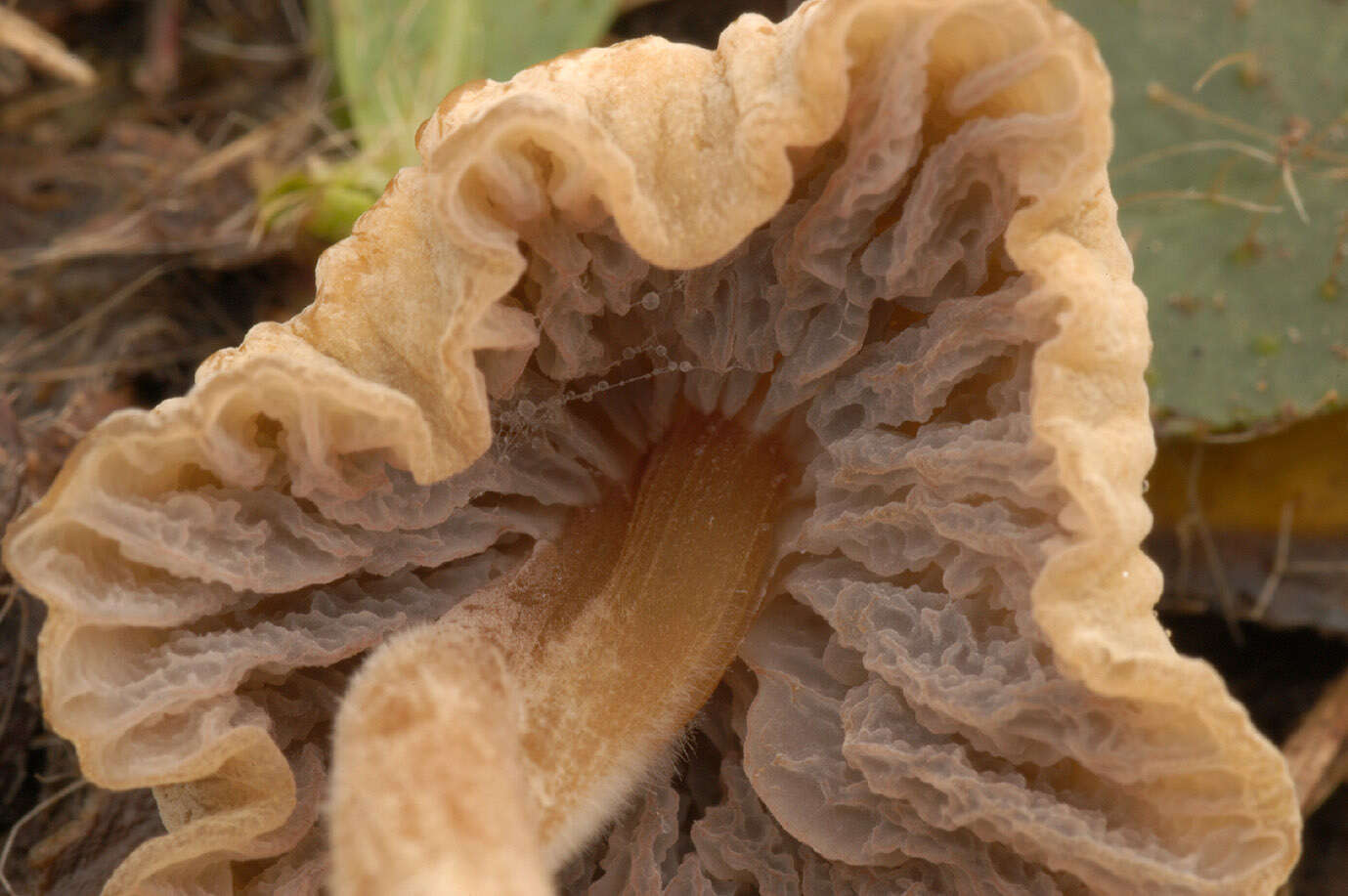 Image of Mycena olivaceomarginata (Massee) Massee 1893