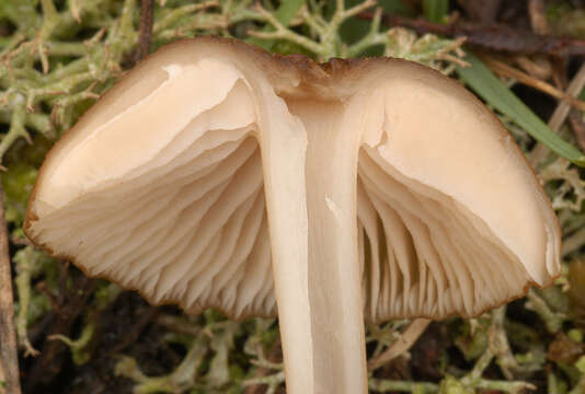 Image of Entoloma formosum (Fr.) Noordel. 1985