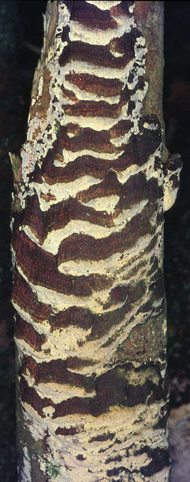 Image of Fuscoporia ferrea (Pers.) G. Cunn. 1948