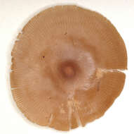 Image of Clitocybe vibecina (Fr.) Quél. 1872