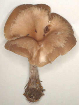 Image of Clitocybe vibecina (Fr.) Quél. 1872