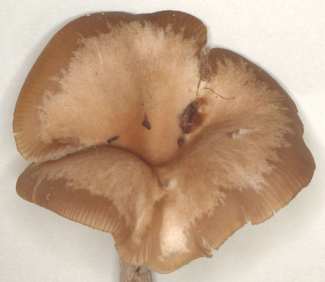 Image of Clitocybe vibecina (Fr.) Quél. 1872