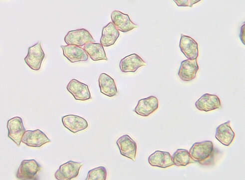 Image of Entoloma formosum (Fr.) Noordel. 1985