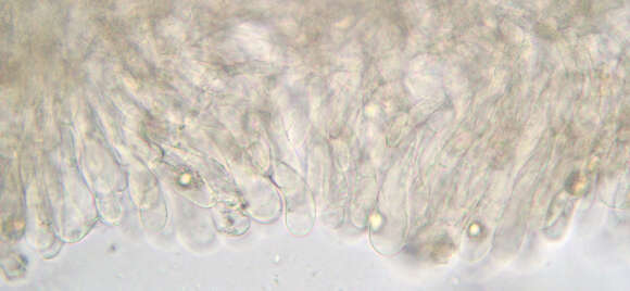 Image of Entoloma formosum (Fr.) Noordel. 1985