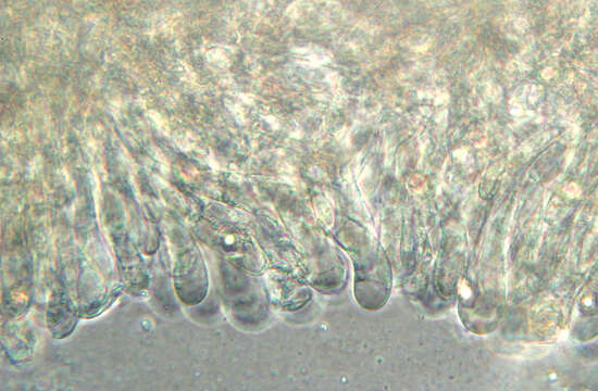 Image of Entoloma formosum (Fr.) Noordel. 1985